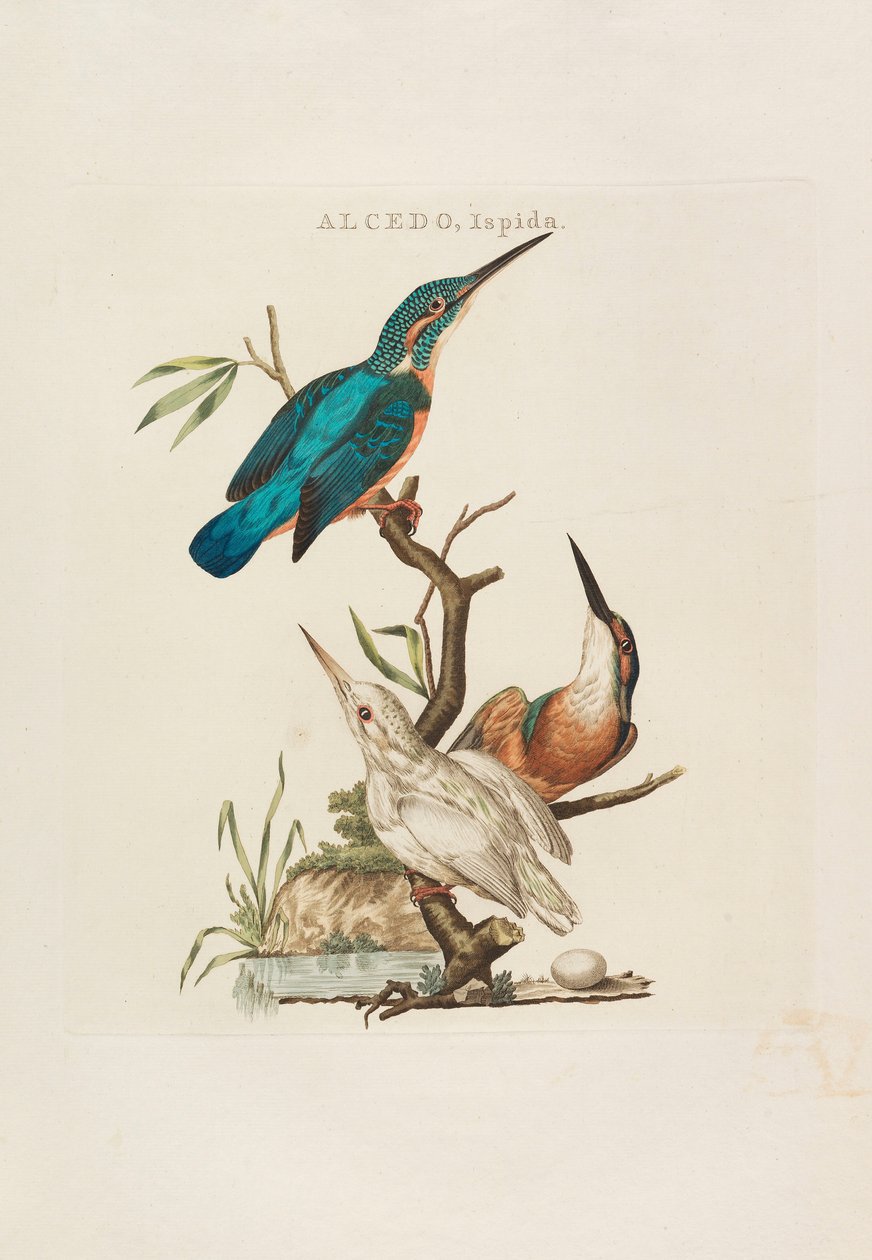 Holland madarak: Háztartásuk, légkörük és jellemzőik szerint, 1770-1829. alkotó: Cornelius Nozeman