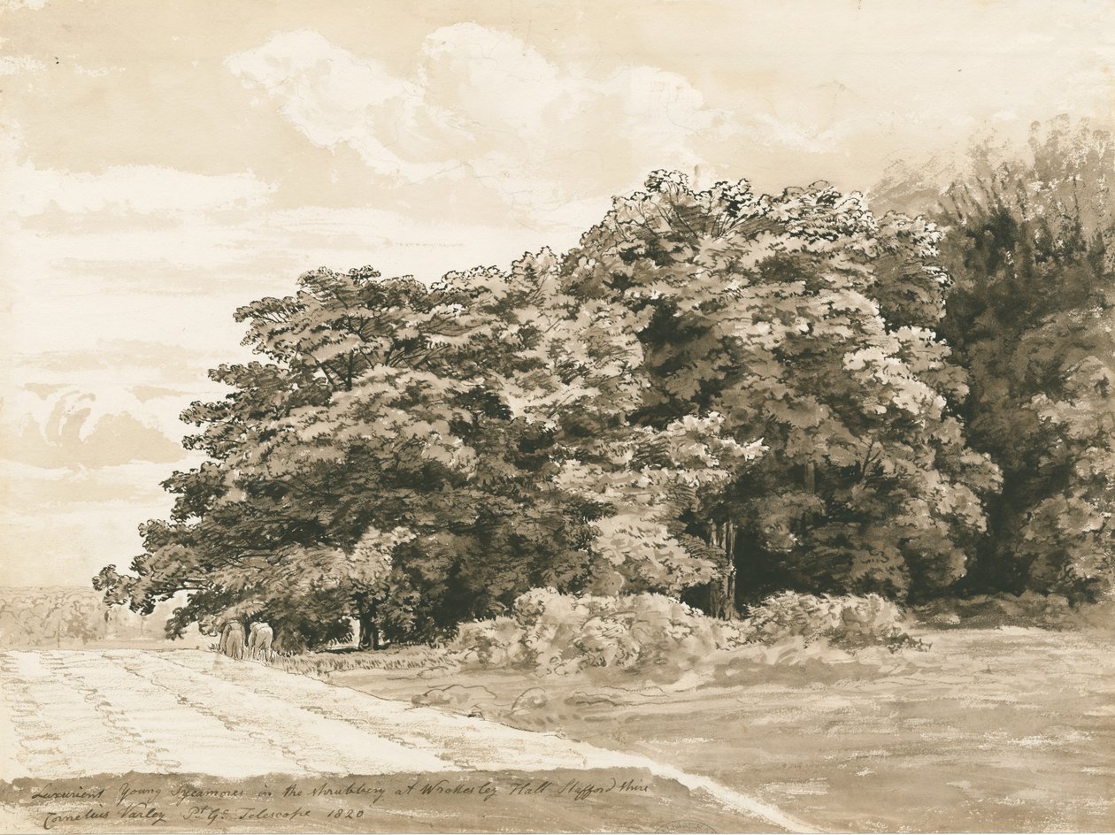 Wrottesley Hall – A cserje: szépia rajz, 1820 alkotó: Cornelius Varley