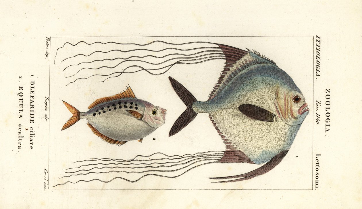 Afrikai pompano, Alectis ciliaris, Blepharis ciliaris, Blefaride ciliare 1 és pónihal, Poulain ruse, Leiognathus equulus 2 alkotó: Corsi Corsi