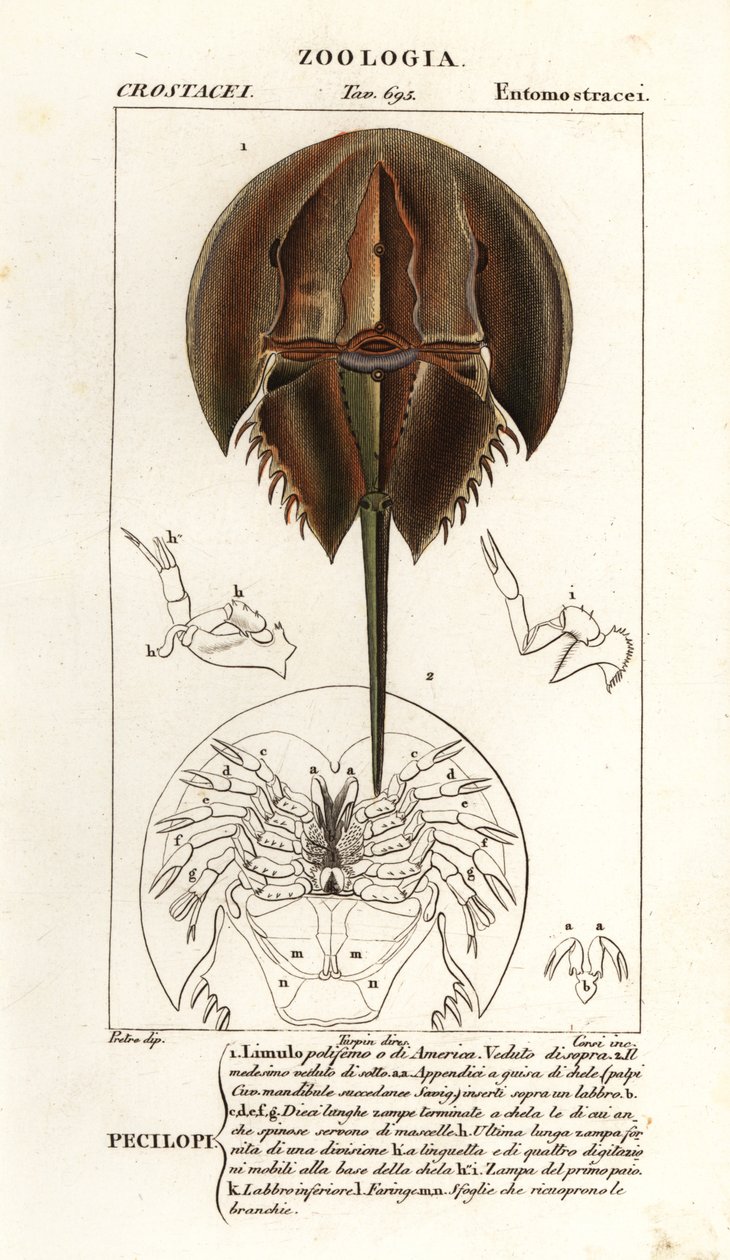 Atlanti patkórák, Limulus polyphemus alkotó: Corsi Corsi