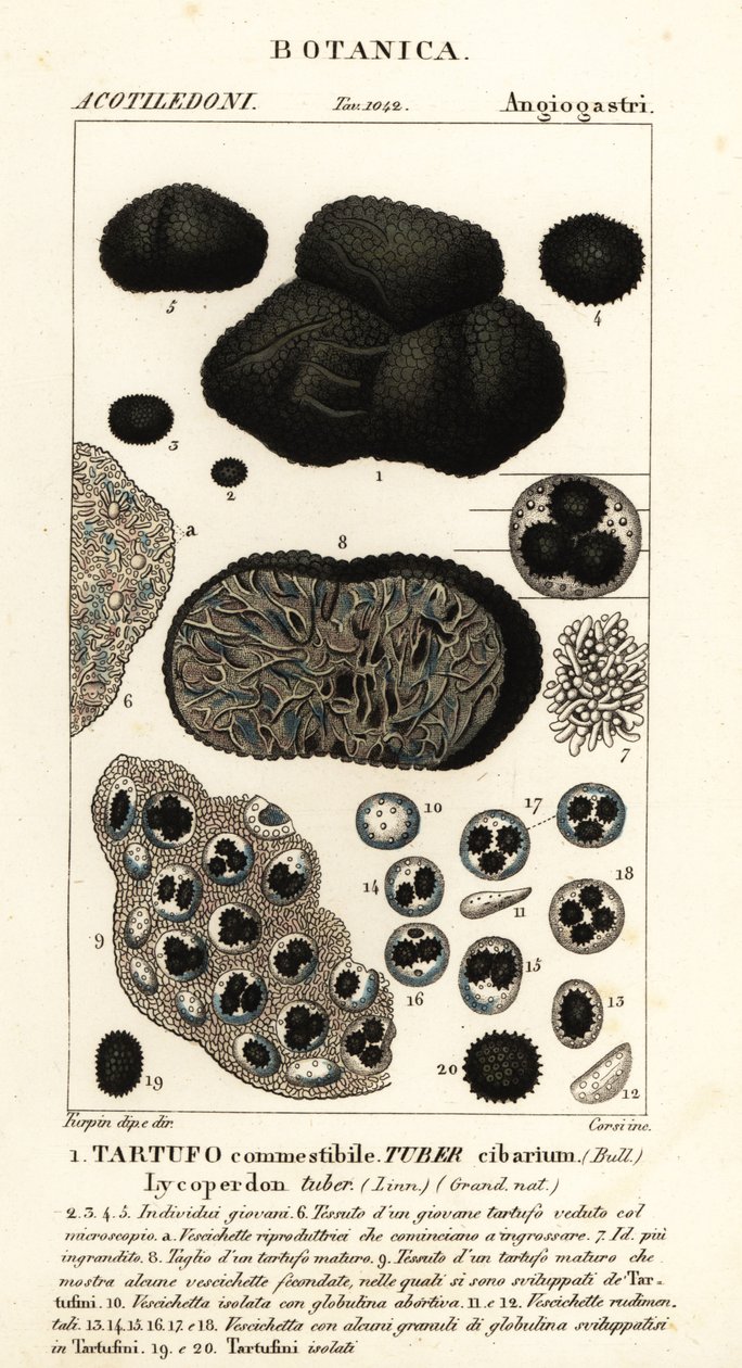 Fekete szarvasgomba, Tuber melanosporum (étkezési gumó, étkezési szarvasgomba, Lycoperdon gumó) alkotó: Corsi Corsi