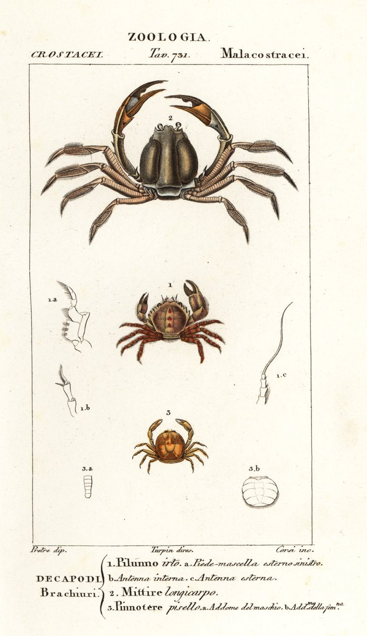sörtéjű rák, Pilumnus hirtellus 1, világoskék katonarák, Mictyris longicarpus 2, borsórák, Pinnotheres pisum 3 alkotó: Corsi Corsi