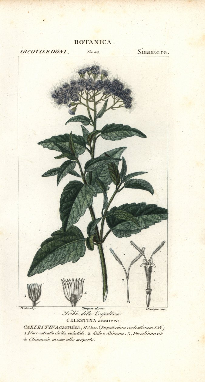 Pillangóköd, Ageratum corymbosum alkotó: Corsi Corsi