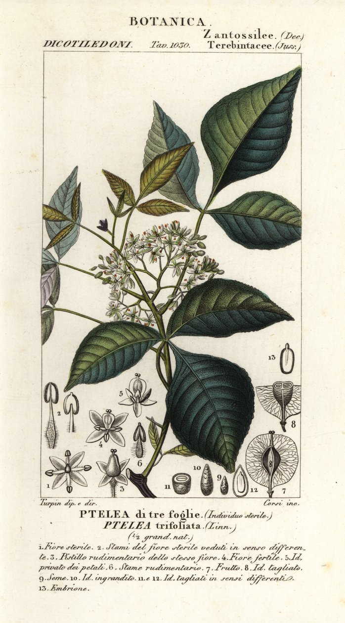 Közönséges komlófa, Ptelea trifoliata, háromlevelű ptelea alkotó: Corsi Corsi