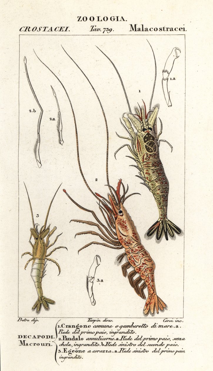 Közönséges garnélarák, Crangon crangon 1, rózsaszín garnélarák, Pandalus montagui 2 és Aegaeon cataphractus 3 alkotó: Corsi Corsi