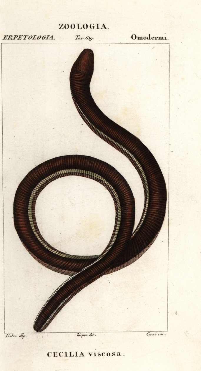 Közönséges sárgasávos kacicília, Ichthyophis glutinosus alkotó: Corsi Corsi