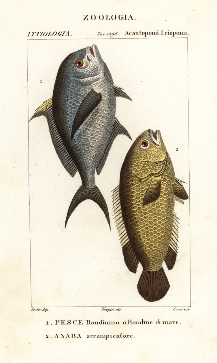 Damselfish, Chromis chromis 1 és mászósügér, Anabas testudineus 2 alkotó: Corsi Corsi