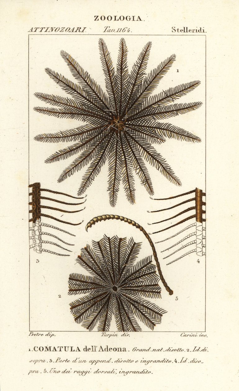 Tollcsillag krinoidea, Oligometrides adeonae, Comatula adeonae, Commatula dellAdeona alkotó: Corsi Corsi