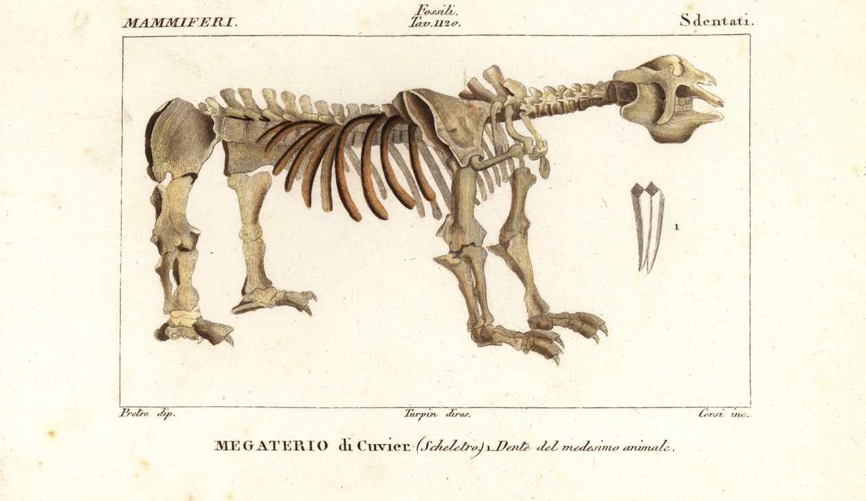 Az óriási földi lajhár, a Megatherium americanum fosszilis csontváza alkotó: Corsi Corsi