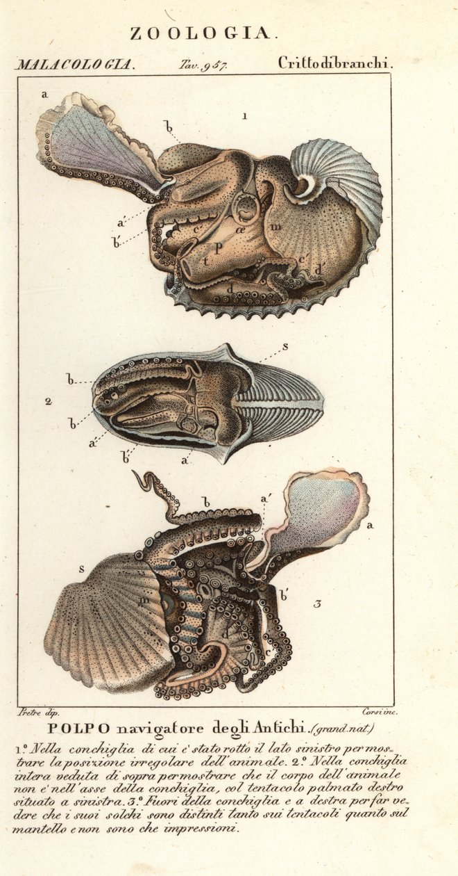 Nagy argonauta polip, Argonauta argo alkotó: Corsi Corsi