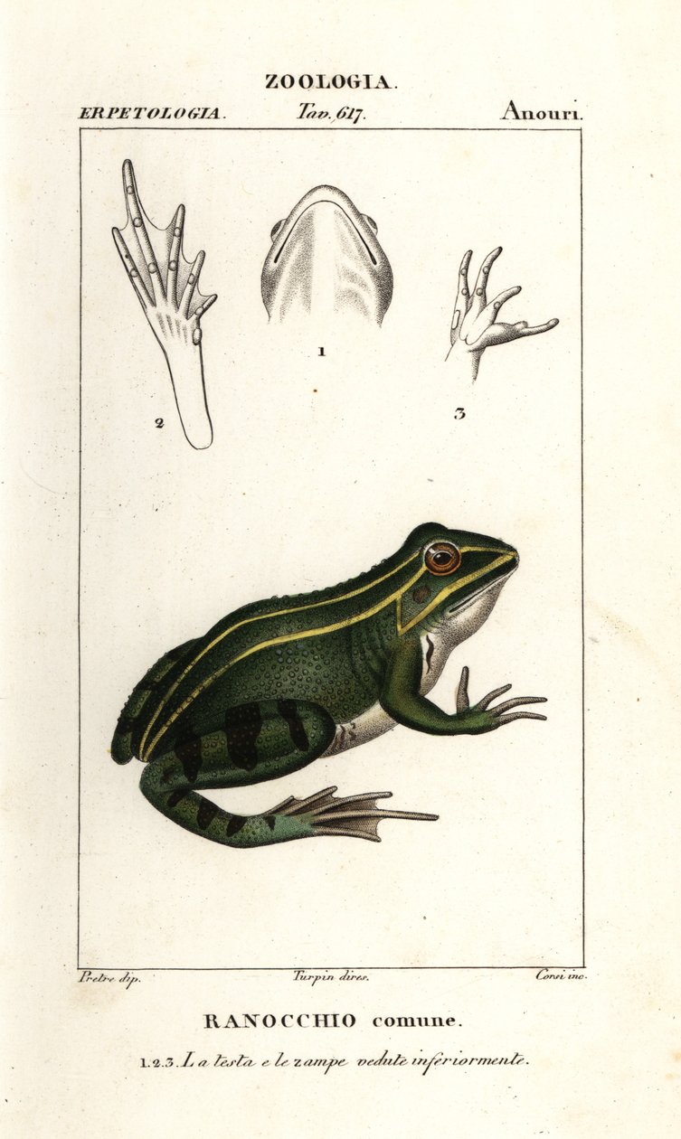 Zöldbéka, Pelophylax kl esculentus alkotó: Corsi Corsi