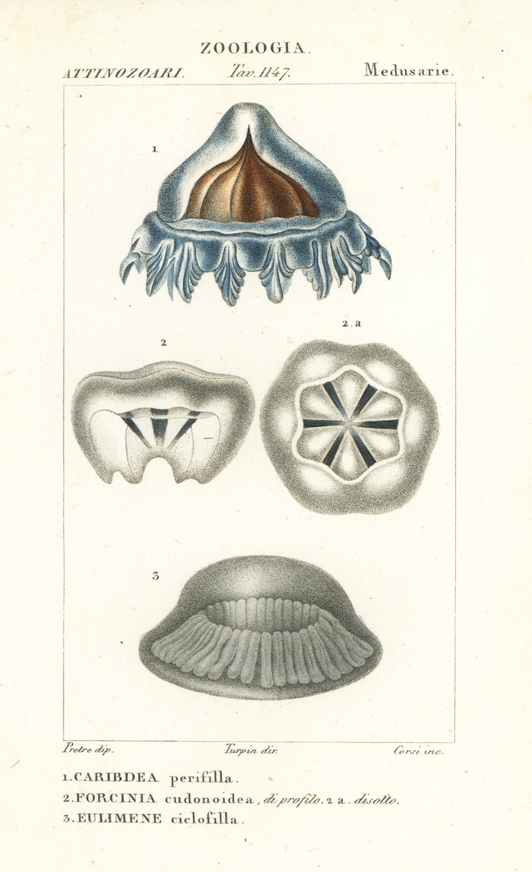 Sisakmedúza, Periphylla periphylla 1, Phorcynia cudonoidea 2 és Eulimene ciclophyllla 3 alkotó: Corsi Corsi