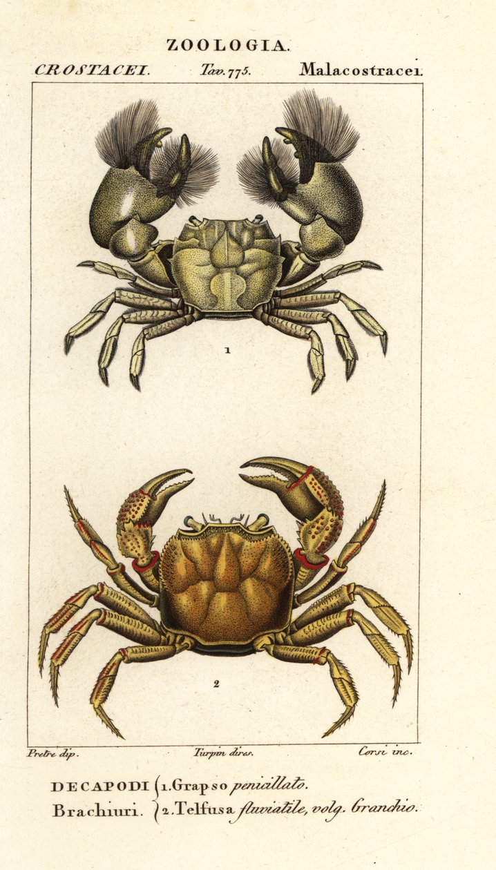 Hemigrapsus penicillatus és Potamon fluviatile alkotó: Corsi Corsi
