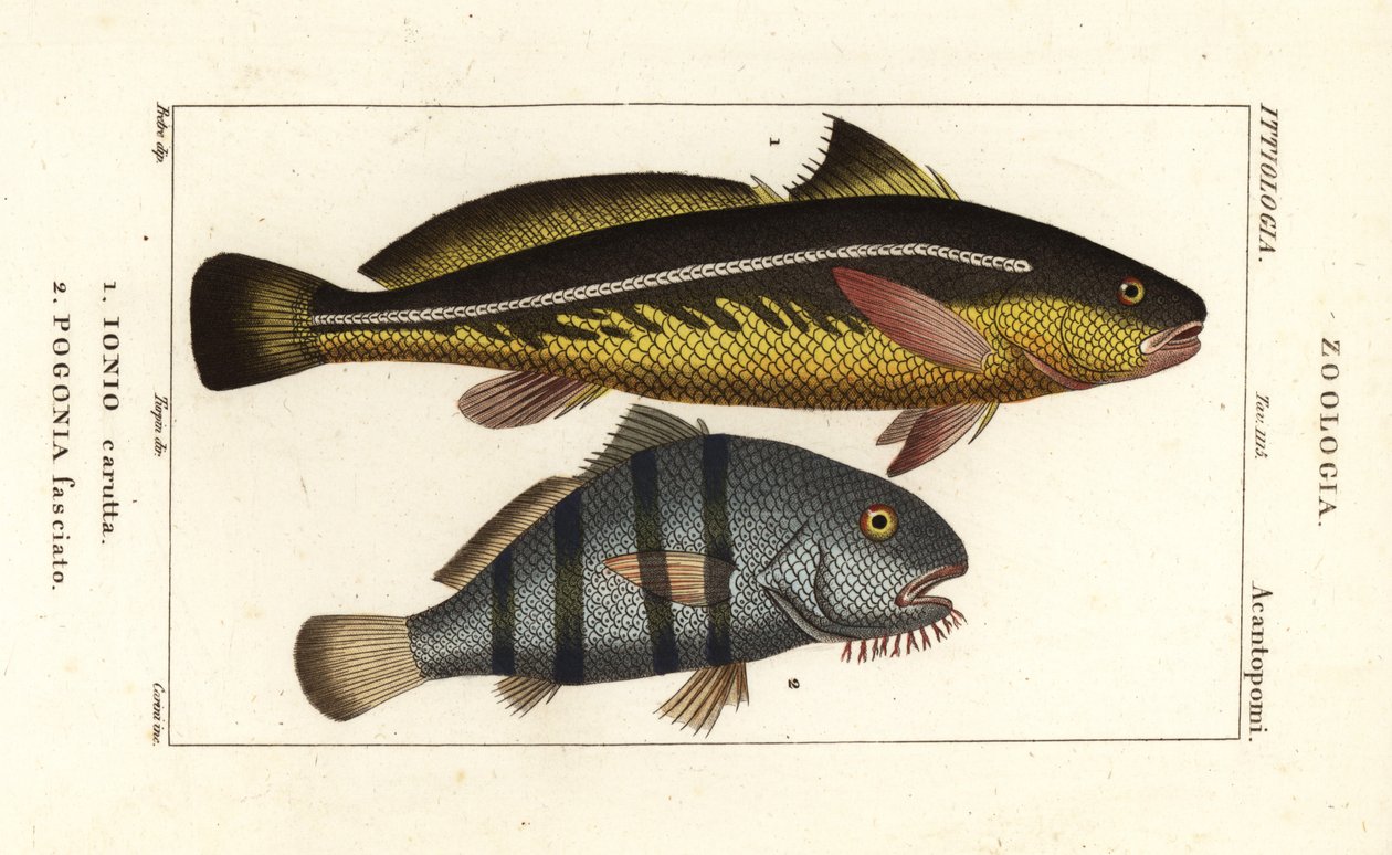 Karut croaker, Johnius carutta, Ionio carutta 1 és fekete dob, Pogonias cromis, Pogonias fasciatus, Pogonia fasciato 2 alkotó: Corsi Corsi
