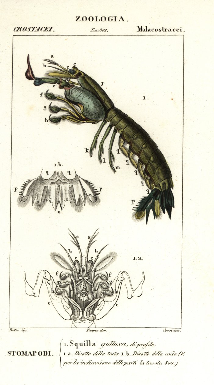 Sáska garnélarák, Gonodactylus chiragra alkotó: Corsi Corsi