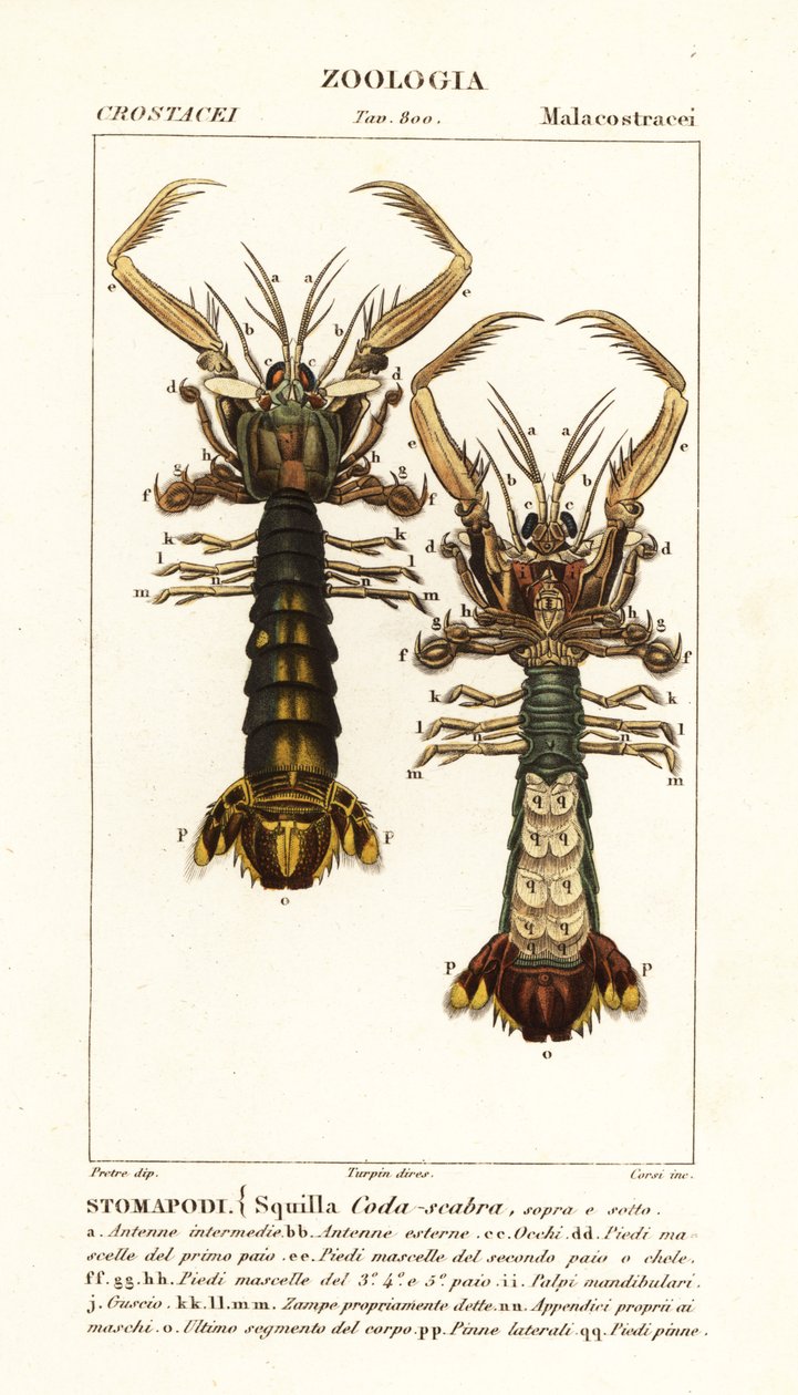 Sáska garnélarák, Lysiosquilla scabricauda alkotó: Corsi Corsi