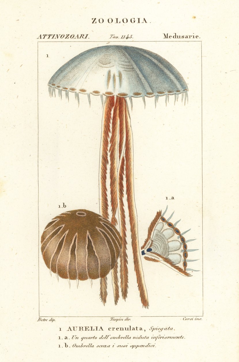 Holdmedúza, Aurelia crenulata alkotó: Corsi Corsi