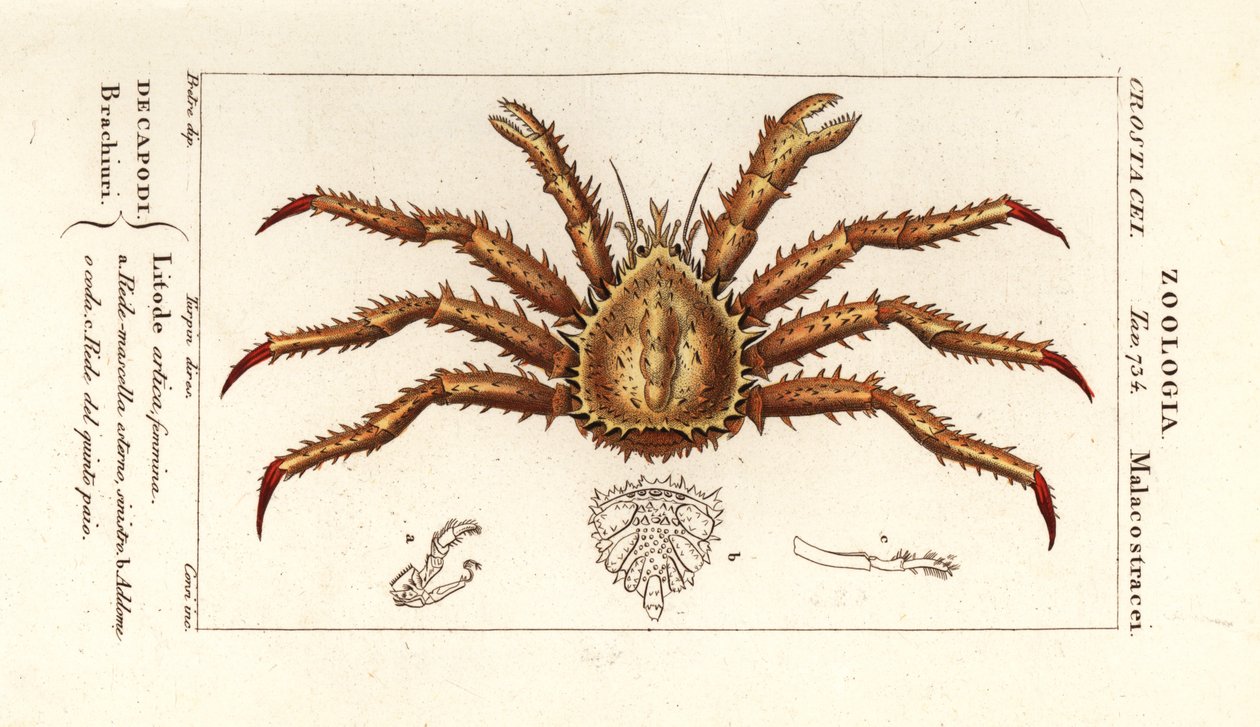 Norvég királyrák, Lithodes maja alkotó: Corsi Corsi