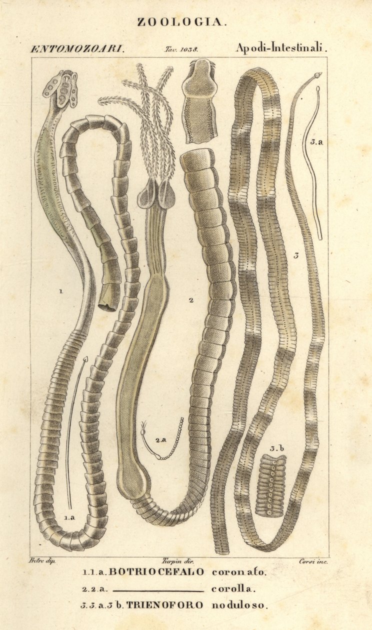 Parazita férgek és galandférgek, Bothriocephalus coronatus 1, Bothriocephalus corolla 2 és csuka galandféreg, Triaenophorus nodulosus 3 alkotó: Corsi Corsi