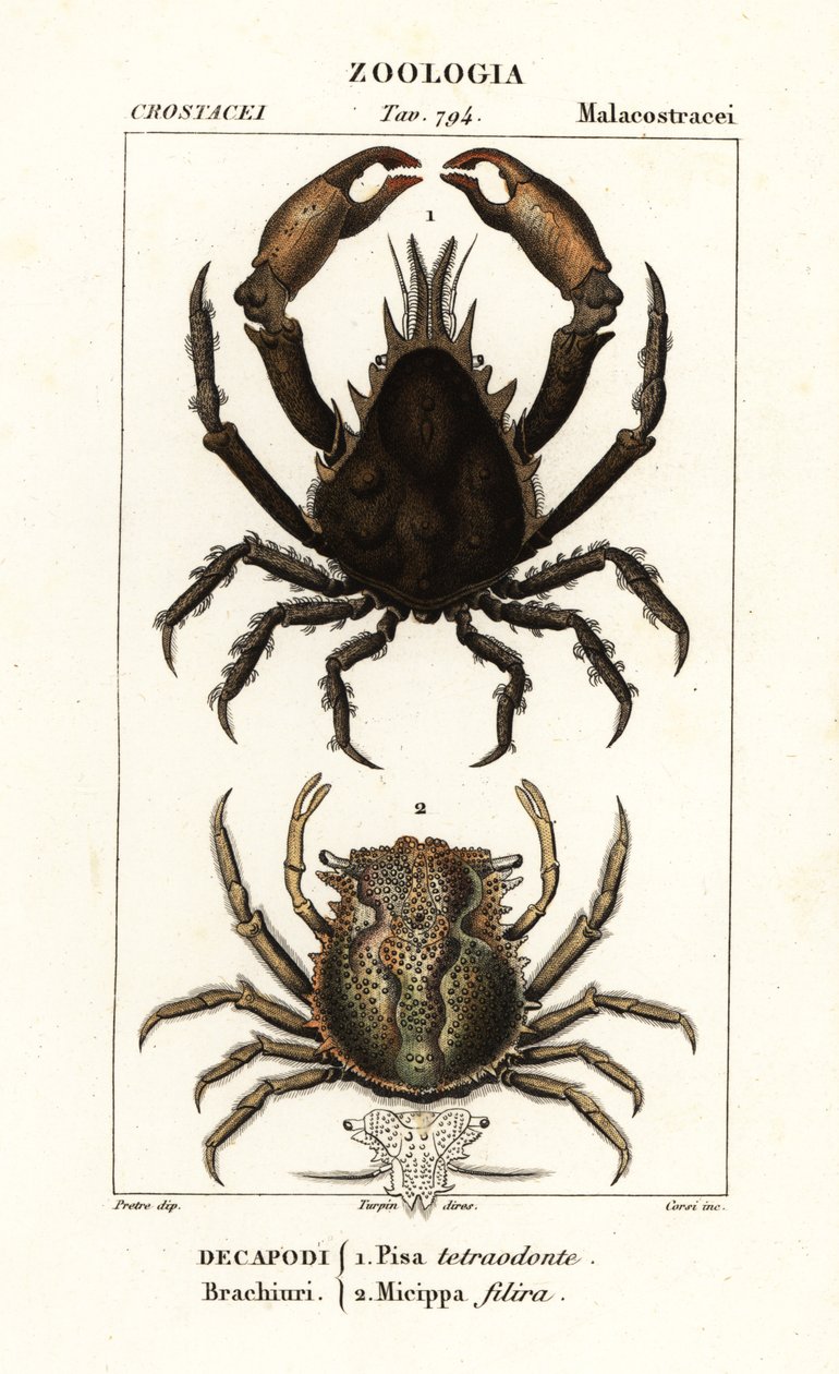 Pisa tetraodon and Micippa philyra   1401902   hu       hungarian Successfully Translated  Original: Plate 219, from A Curious Herbal Translat: Plate 219, from 