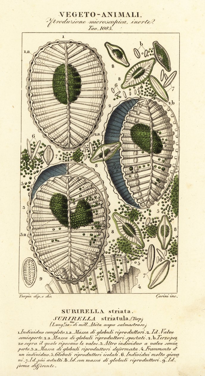 Plankton, Surirella striatula, Surirella striata alkotó: Corsi Corsi