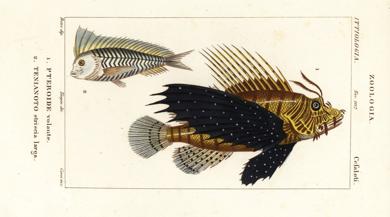 Vörös oroszlánhal, Pterois volitans, Pteroide volante 1 és kék blanquillo, Taenianotus latovittatus, Tenianoto striata larga 2 alkotó: Corsi Corsi