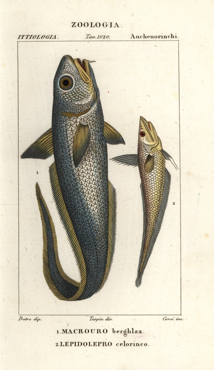 Nagyfejű gránátos vagy hagymaszemű gránátos, Macrourus berglax 1 és üreges gránátos, Coelorhynchus caelorhincus (Lepidoleprus coelorhinchus) 2 alkotó: Corsi Corsi