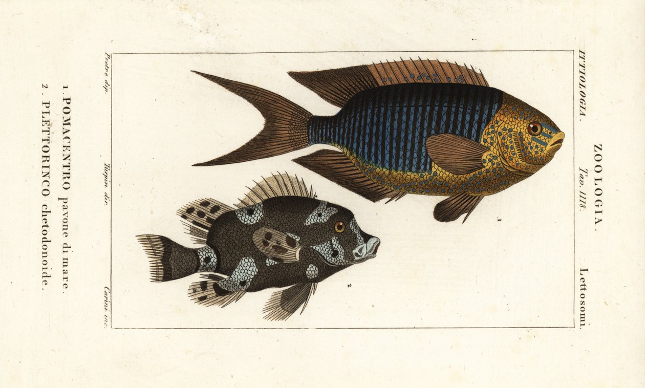 Zafír leányka, Pomacentrus pavo, pavone di mare 1 és harlekin édesajka, Plectorhinchus chaetodonoides, Plettorinco chetodonoides 2 alkotó: Corsi Corsi