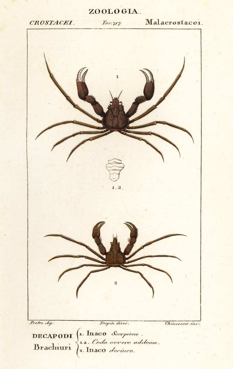 Scorpion pókrák és Leach pókrákja alkotó: Corsi Corsi