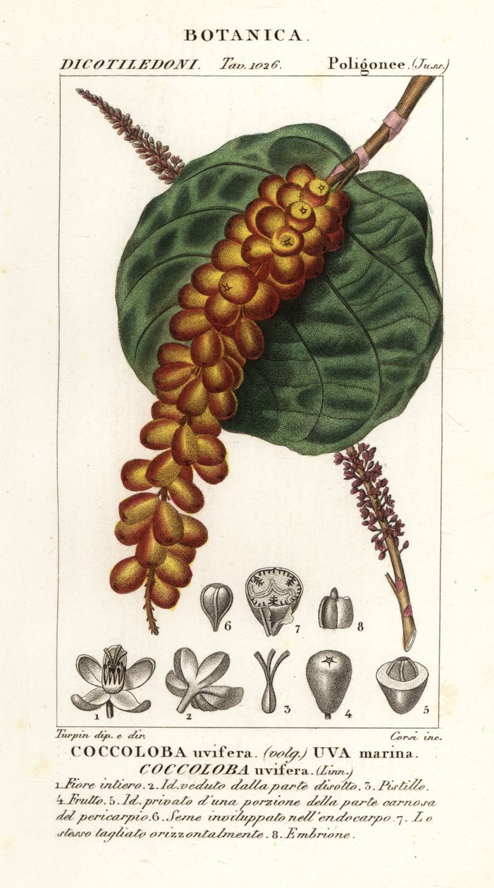 Tengeri szőlő vagy baygrape, Coccoloba uvifera, Tengeri szőlő alkotó: Corsi Corsi