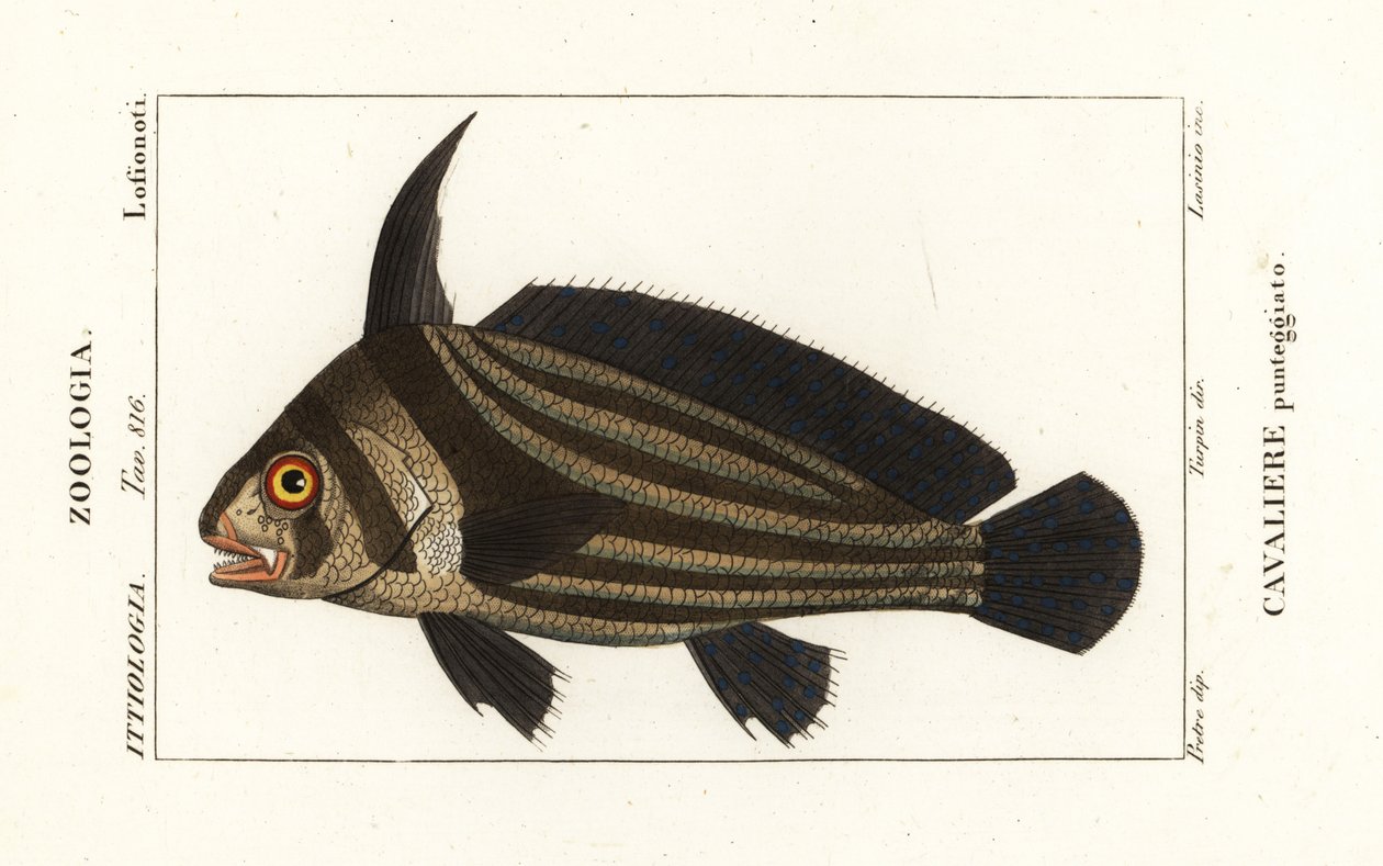 Foltos dob, Equetus punctatus Eques punctatus, Cavaliere punteggiato alkotó: Corsi Corsi