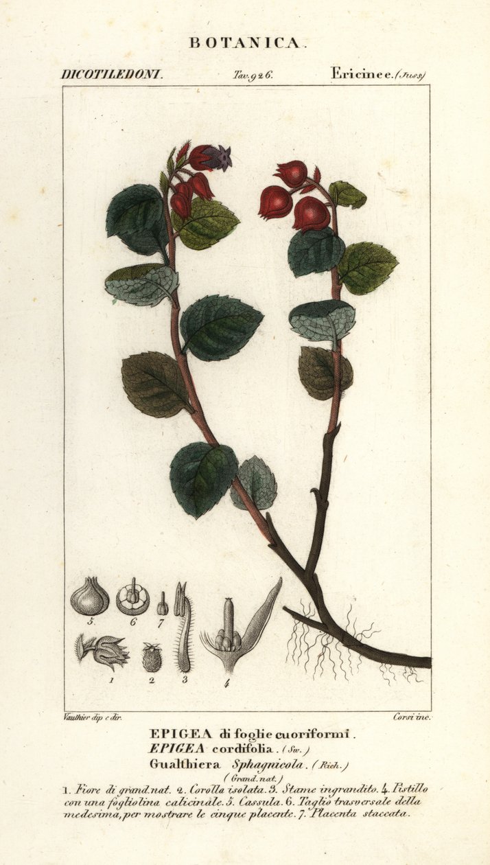 teabogyó, Gaultheria domingensis alkotó: Corsi Corsi