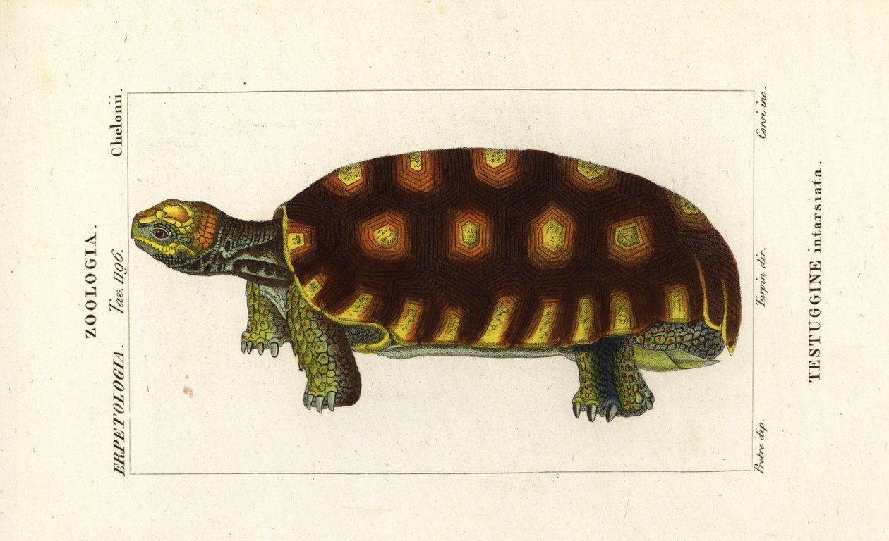 Sárgalábú teknős vagy brazil óriásteknős, Chelonoidis denticulatus Testudo tabulata Testuginne intarsiata alkotó: Corsi Corsi