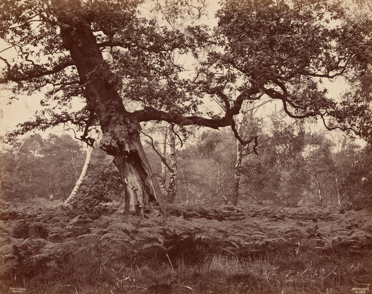Tree Study,c. 1870 (fotó) alkotó: Cox & Son