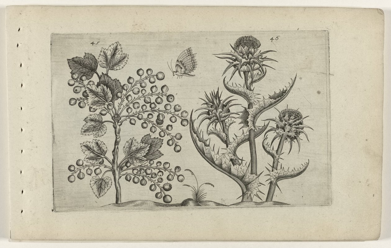 Aalbes en Mariadistel Ismerje meg a liliomokat (sorozat címe) alkotó: Crispijn van de Passe (I) (attributed to)