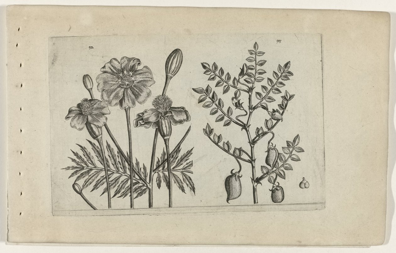 Tagetes és csicseriborsó Cognoscite lilia (sorozat címe) alkotó: Crispijn van de Passe (I) (attributed to)