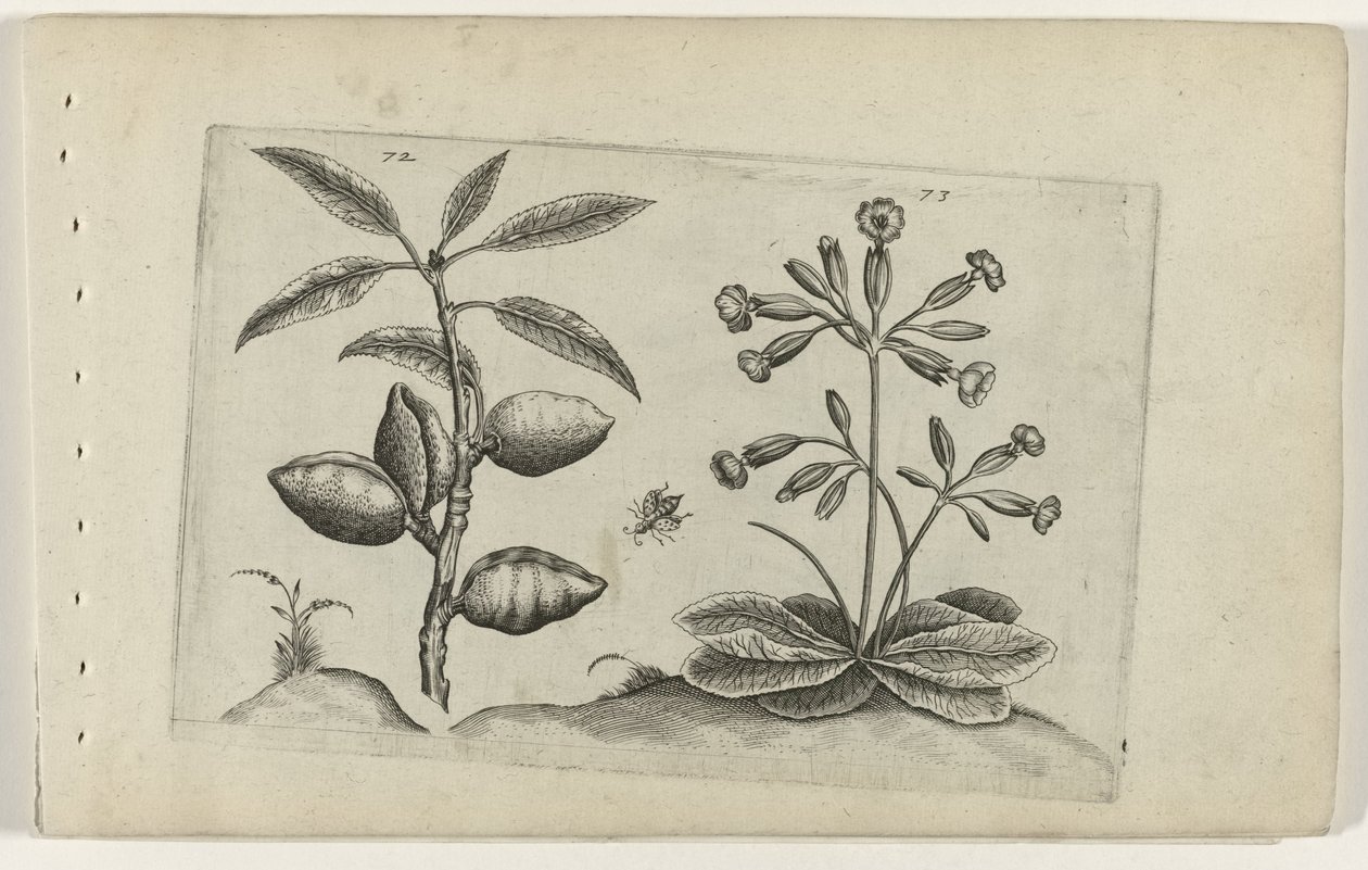 Amandelboom en gulden sleutelbloem Ismerje meg a liliomokat (sorozat címe) alkotó: Crispijn van de Passe (I) (attributed to)