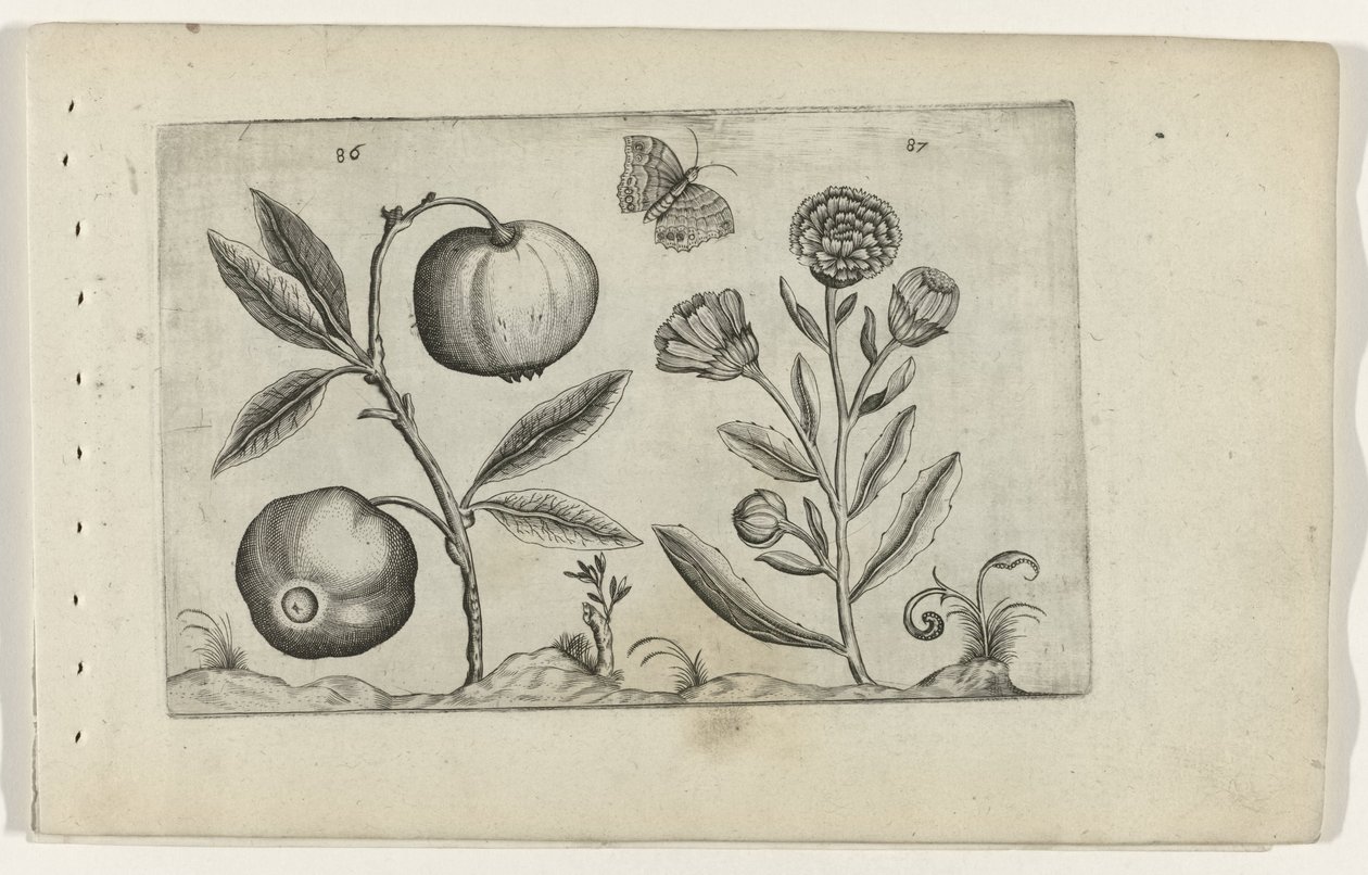 Assyrische appel en goudsbloem Ismerje meg a liliomokat (sorozat címe) alkotó: Crispijn van de Passe (I) (attributed to)