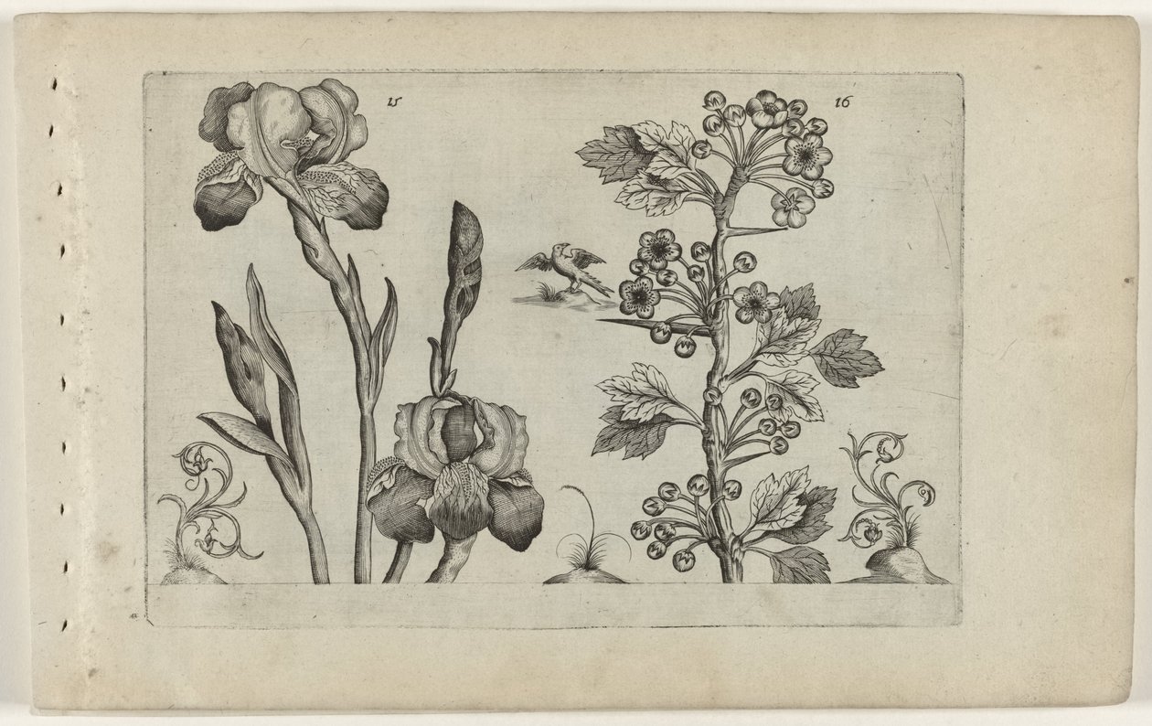 Bardiris és coralmeidoorn Cognoscite Lily (sorozat címe) alkotó: Crispijn van de Passe (I) (attributed to)
