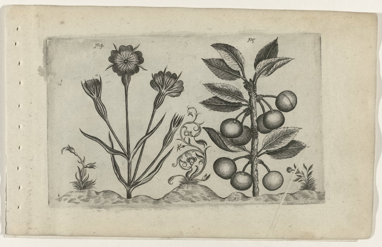Bolderik en zure kers Ismerje meg a liliomokat (sorozat címe) alkotó: Crispijn van de Passe (I) (attributed to)