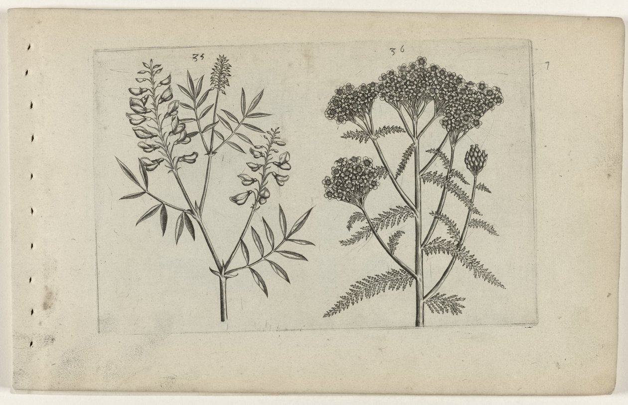 Boswikke en tuizendblad Ismerje meg a liliomokat (sorozat címe) alkotó: Crispijn van de Passe (I) (attributed to)