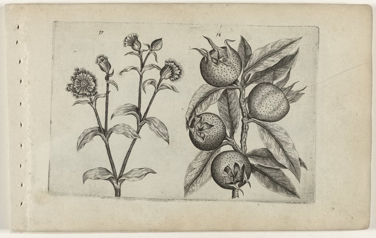 Nappali kakukkvirág és naspolya Cognoscite lilia (sorozat címe) alkotó: Crispijn van de Passe (I) (attributed to)
