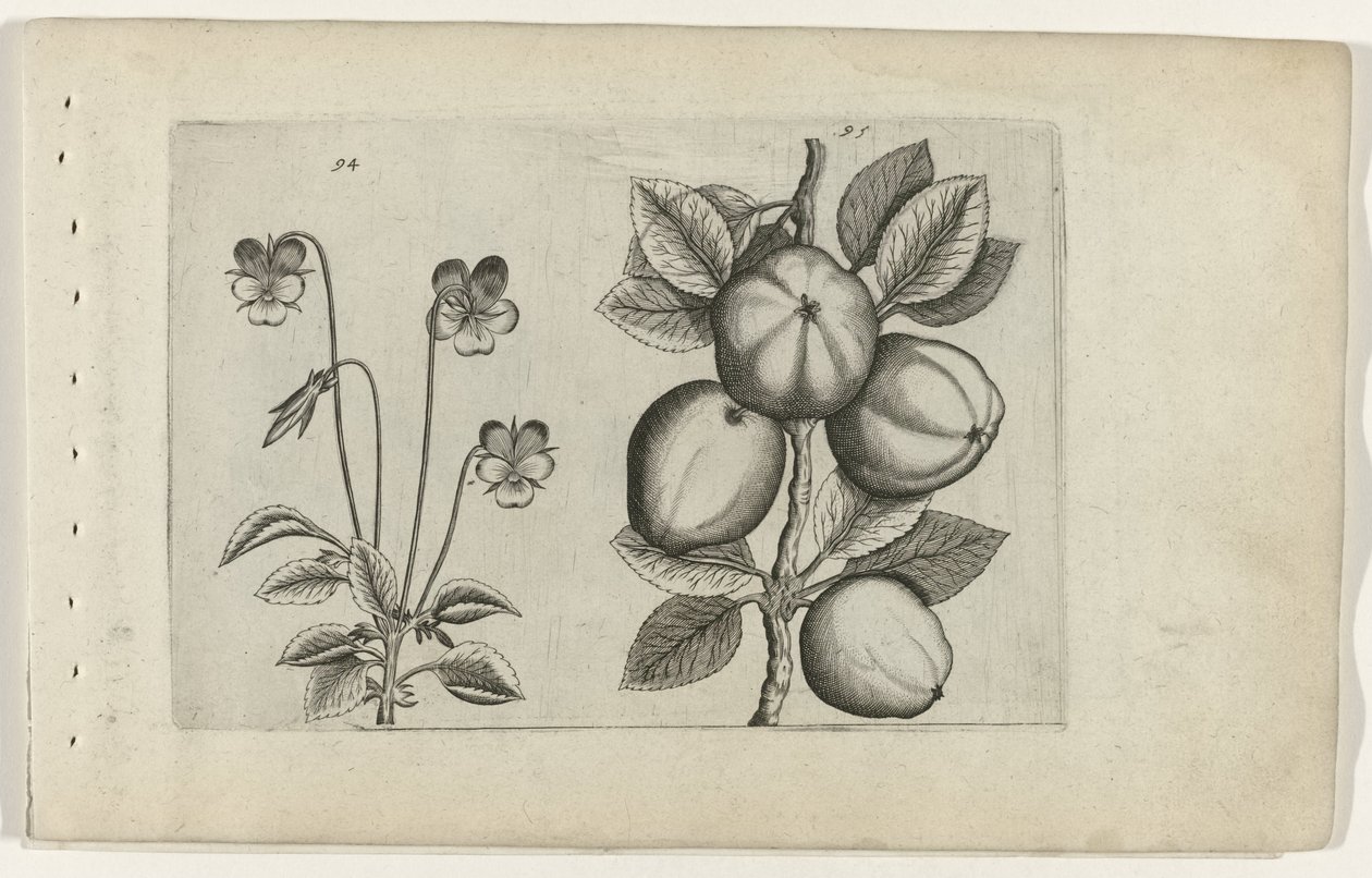 Háromszínű lila és alma Cognoscite lilia (sorozat címe) alkotó: Crispijn van de Passe (I) (attributed to)