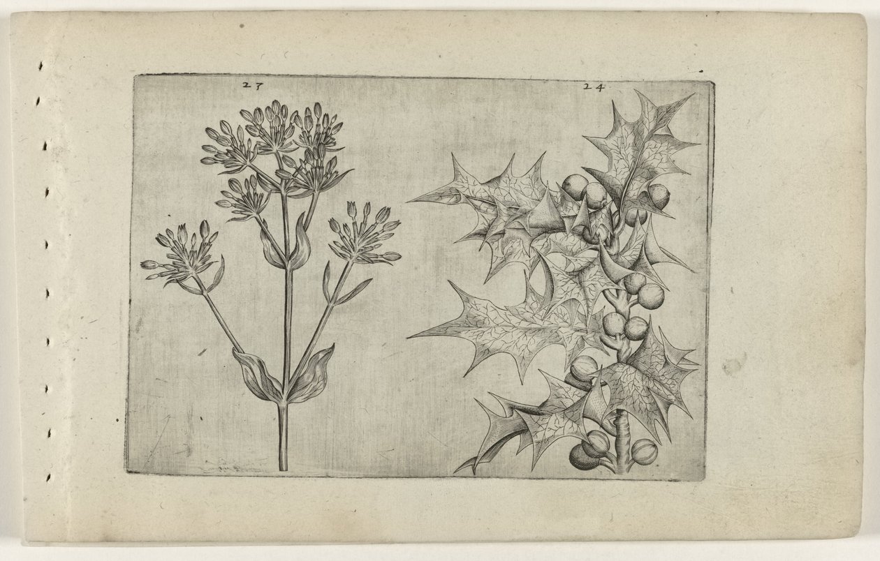 Centaury(?) és Holly Cognoscite lilia (sorozat címe) alkotó: Crispijn van de Passe (I) (attributed to)