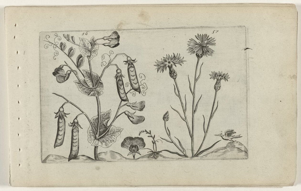 Erwt en korenbloem Ismerje meg a liliomokat (sorozat címe) alkotó: Crispijn van de Passe (I) (attributed to)