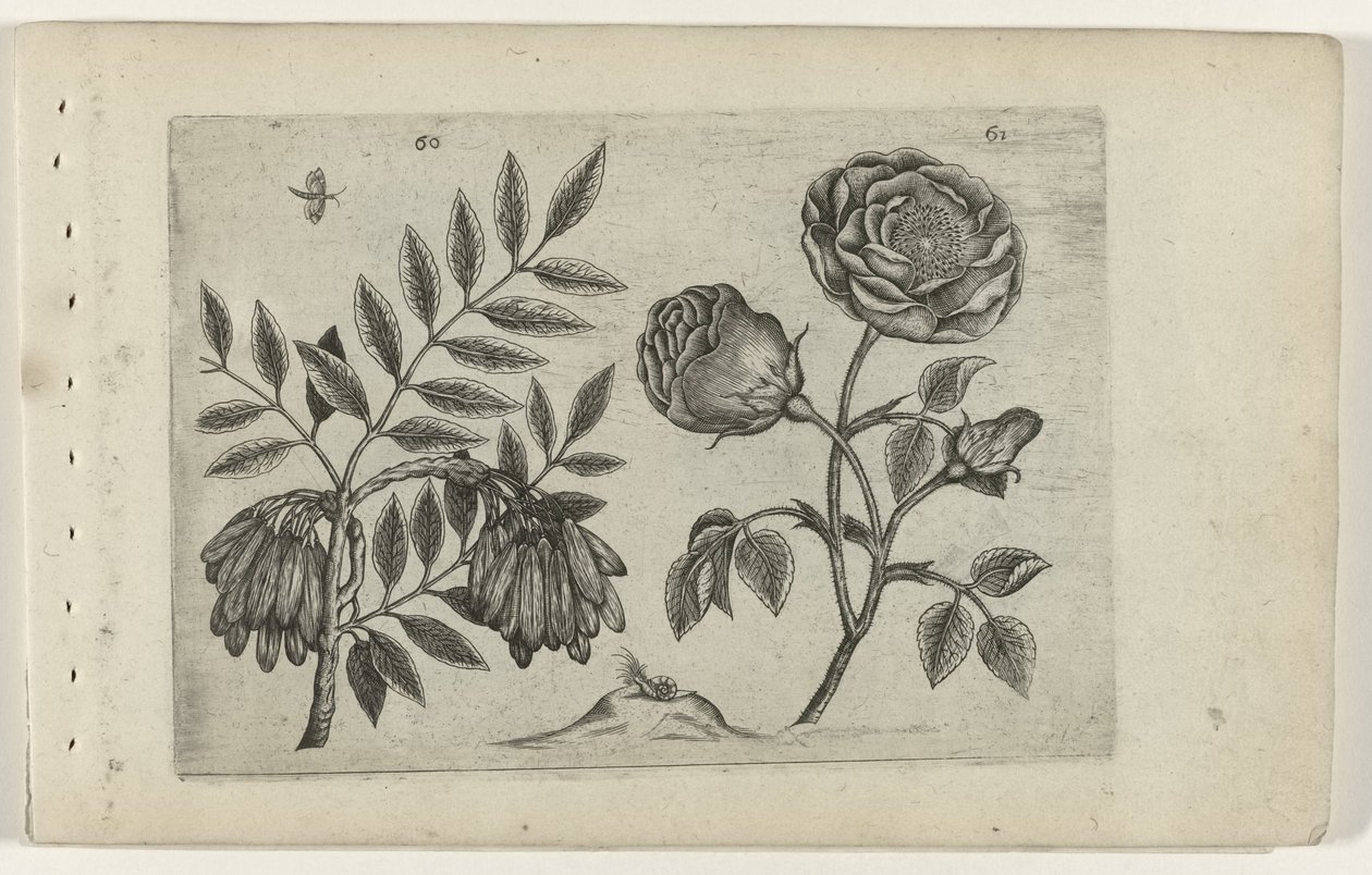 Ön en roos Ismerje meg a liliomokat (sorozat címe) alkotó: Crispijn van de Passe (I) (attributed to)