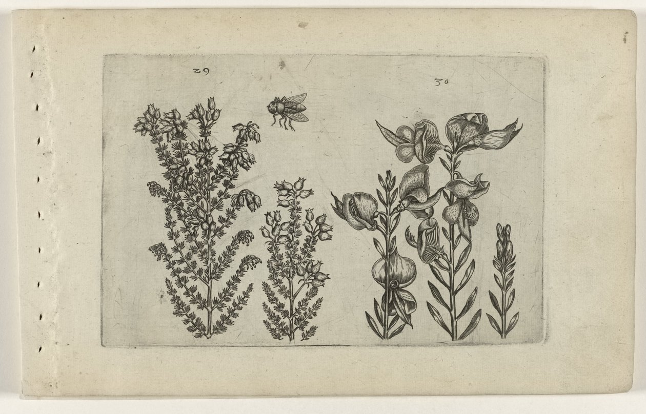 Közönséges bozót és seprűbokor Cognoscite lilia (sorozat címe) alkotó: Crispijn van de Passe (I) (attributed to)