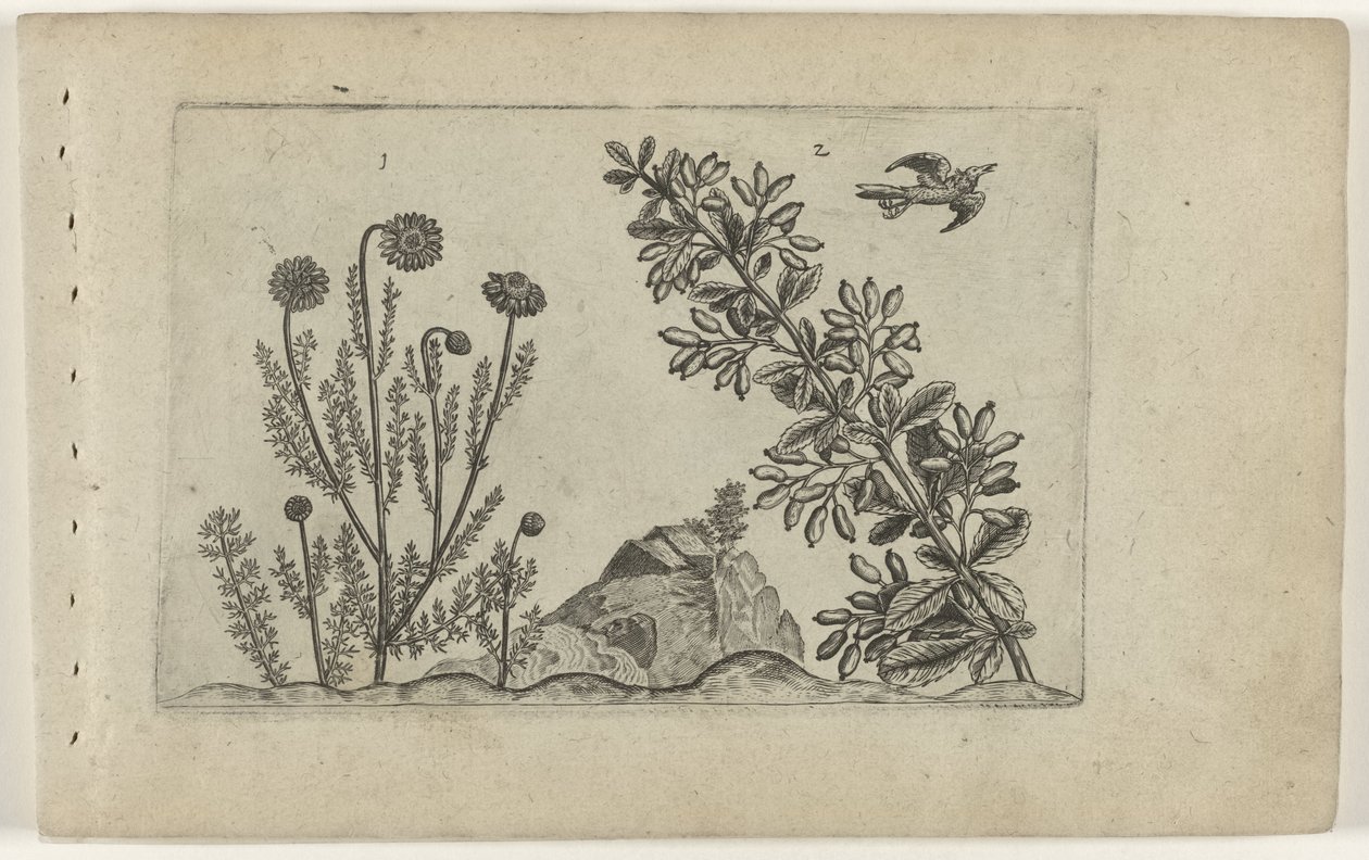 Gewone kamille en zuurbes Ismerje meg a liliomokat (sorozat címe) alkotó: Crispijn van de Passe (I) (attributed to)