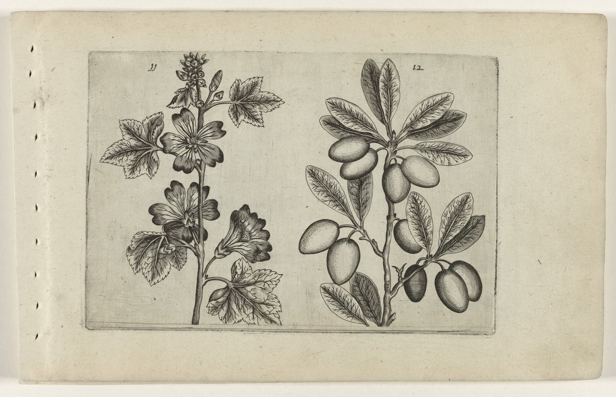 Nagy mályva és olajfa Cognoscite lilia (sorozat címe) alkotó: Crispijn van de Passe (I) (attributed to)