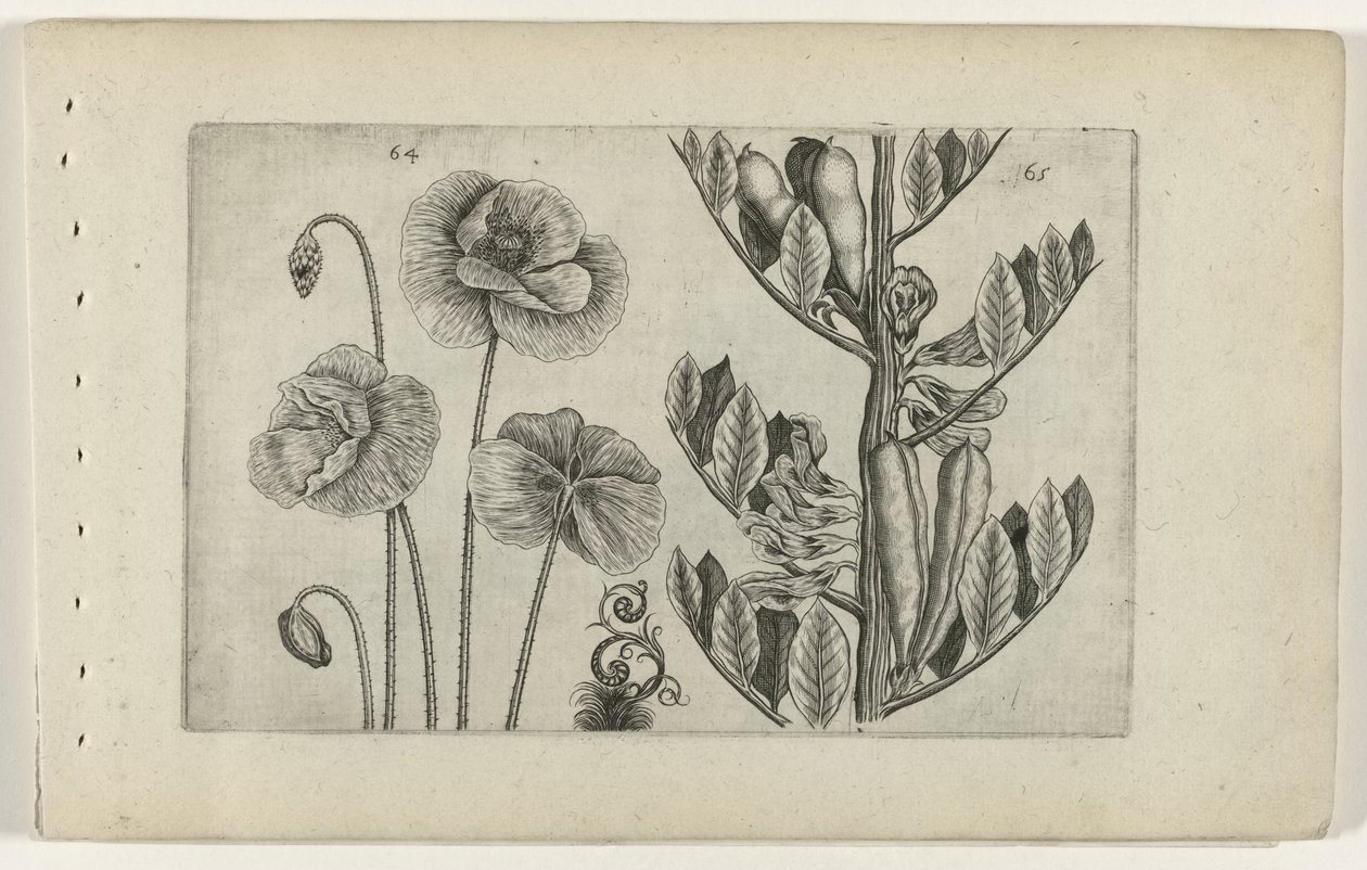 Nagy mák és nagy bab Cognoscite lilia (sorozat címe) alkotó: Crispijn van de Passe (I) (attributed to)